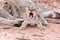 Lioness female with cubs