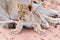 Lioness female with cubs