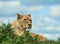 Lioness, a female lion in deep thought - sitting and waiting