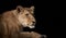 Lioness female lion isolated on black background