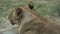 Lioness, Female Lion Resting on Ground, Close Up