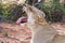 Lioness female lying on sand