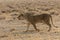 A lioness follows a trail in Etosha Park in Namibia