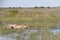 Lioness and Four Cubs Trudging through Water