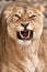 Lioness is furious, evil eyes look frenzied fanged mouth ajar in anger, the beast growls