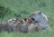 Lioness getting angry with 3 cubs feeding from her,