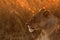 Lioness in golden light, Masai Mara