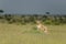 Lioness in a golden Light at Masai Mara Game Reserve,Kenya