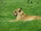 Lioness on a grass bed