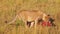 Lioness in the grass eating a wildebeest. Savannah. Masai Mara.