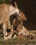 Lioness grooming her cub