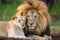 lioness grooming the mane of a male lion