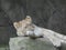 Lioness grooming on a rock