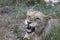 Lioness growling portrait