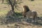 Lioness growls at male lion after mating