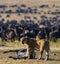 Lioness had just killed a wildebeest. Kenya. Tanzania. Maasai Mara. Serengeti.