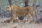 Lioness has just killed an impala