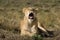 Lioness having a big yawn