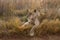 Lioness having rest