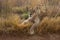 Lioness having rest kruger national Park