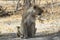 Lioness having a seat and staring off to his side