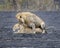 Lioness in heat and Lion mating in the Ngorongoro Crater