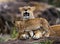 Lioness and her cub on a big rock. National Park. Kenya. Tanzania. Masai Mara. Serengeti.