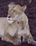 A Lioness and Her Cub Panthera Leo.They are nocturnal and diurnal