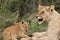 Lioness and her cub resting on grasses, Masai Mara
