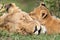 Lioness and her cub resting, Masai Mara