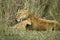 Lioness and her cub, Serengeti National Park,