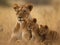 A Lioness with her cubs