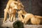 Lioness with her cubs