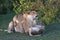 Lioness with Her Cubs