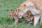 Lioness and her cubs interacting in the savannah