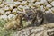 A Lioness and her Cubs in the Jerusalem, Israel, Zoo