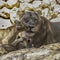 A Lioness and her Cubs in the Jerusalem, Israel, Zoo