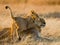 Lioness and her cubs playing with each other in savannah. National Park. Kenya. Tanzania. Masai Mara. Serengeti.