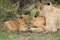 Lioness and her cubs resting, Masai Mara