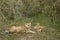 Lioness and her cubs in Serengeti, Tanzania