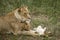 Lioness and her cubs in Serengeti, Tanzania