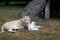 A lioness and her little lion baby with a natural background