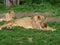 A lioness and her little lying in the grass