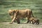 Lioness and her three small lion cubs walking in Ndutu plains in Tanzania