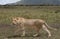 Lioness and herd of wildebeest