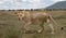 Lioness and herd of wildebeest