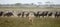 Lioness and herd of wildebeest at the Serengeti