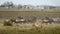 Lioness and herd of wildebeest at the Serengeti