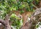 Lioness hides in the leafs of a large tree. Uganda. East Africa.