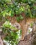 Lioness hides in the leafs of a large tree. Uganda. East Africa.